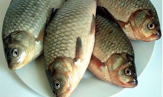 怎么挑选野生鲫鱼（怎么挑选野生鲫鱼最好）