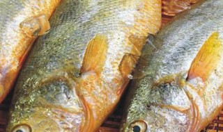 怎么挑选黄花鱼 黄花鱼怎么挑选新鲜