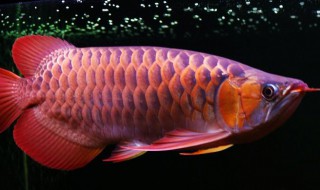 红龙鱼幼鱼怎么挑选 红龙鱼幼鱼怎么挑选最好