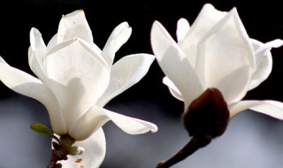 玉兰花开的唯美语句有哪些（玉兰花开的唯美语句有哪些短句）