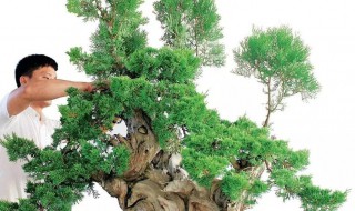 柏树附木盆景制作方法 柏树附石盆景图片