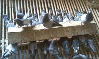 鸽舍不臭的方法（鸽舍怎么去味）