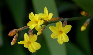 迎春花摘芽技巧（迎春花摘芽技巧视频）