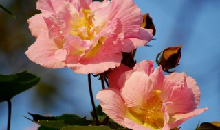 芙蓉的做法和配方（芙蓉的做法和配方视频）