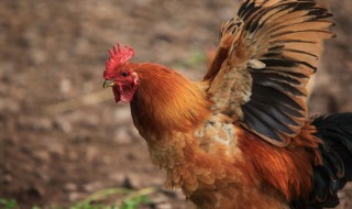 2021年属鸡最火的微信网名(属鸡的微信昵称哪些吉利及带财)