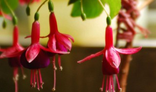 倒挂金钟叶子干枯脱落怎么办?(倒挂金钟浇水的窍门)