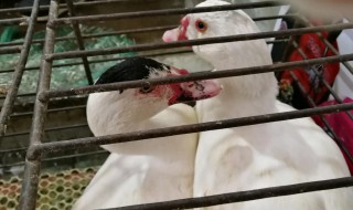 豚鸭怎么烧好吃窍门 豚鸭怎么烧才更好吃