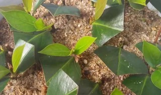 八月桂花扦插繁殖方法 八月桂花怎样扦插