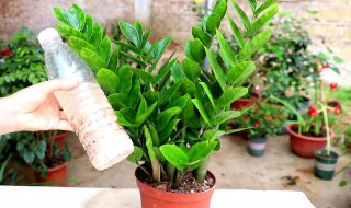 金钱麻种植技巧（金钱麻怎么移栽）