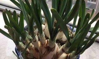 怎么做养水仙的盆（怎么做养水仙的盆栽）