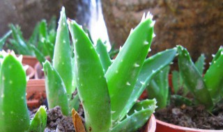 种的芦荟食用方法 种的芦荟食用方法图片