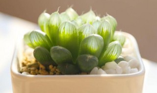 鲜奶玉露（鲜奶玉露的功效）