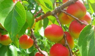 梅杏圣女果（梅杏圣女果的做法）