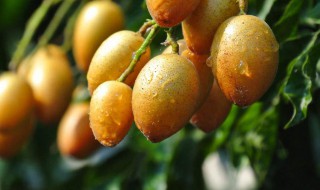 黄皮可以放冰箱冷藏保存吗（黄皮可以放冰箱冷藏保存吗多少度）