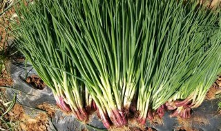 小香葱籽种植方法（小香葱籽种植方法视频）