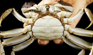 冰冻的大闸蟹可以吃吗（冰冻的大闸蟹可以吃吗）