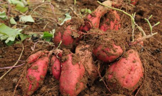 甘薯和红薯是一个东西吗 甘薯是不是红薯