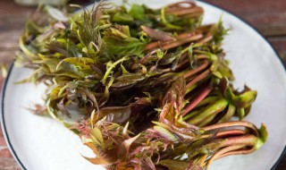 香椿腌制多久可以吃（香椿腌制多久可以吃了）