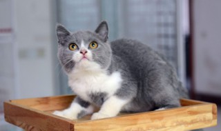 银渐层养殖方法 银渐层的饲养方法