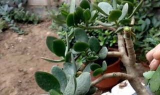 长寿花嫁接新方法 长寿花嫁接新方法视频