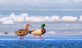 冰鲜鸭怎么做烧鸭 冰鲜鸭怎么做烧鸭最好吃