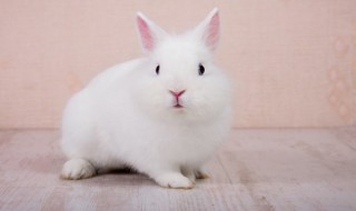 兔肉要怎么做汤给孩子喝 兔肉要怎么做汤给孩子喝最好