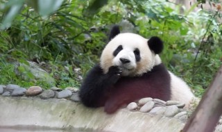 熊猫是熊吗 熊猫是熊吗?为什么