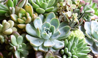 扦插法师的最佳方法 扦插法师的最佳方法视频