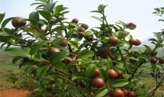 油茶种植的几种方法(油茶如何种植)