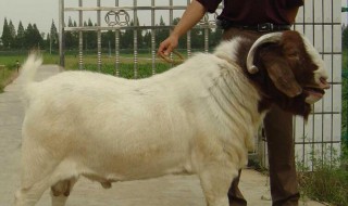 怎么挑选波尔山羊（怎么挑选波尔山羊种公羊羊羔）