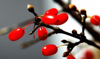 插茱萸意在表达什么（插茱萸象征着什么）