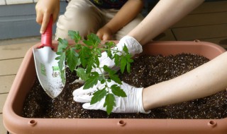 阳台种菜怎么做 阳台种菜怎么做好看