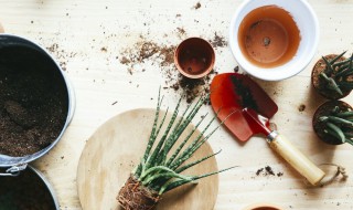 春季盆栽换盆的正确方法 春季换盆的时间