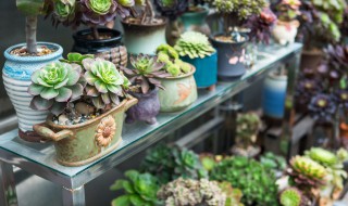 多肉搭配的技巧 多肉如何搭配才好看