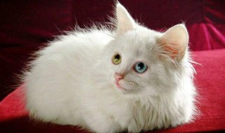 进阶养猫技巧 进阶养猫技巧视频