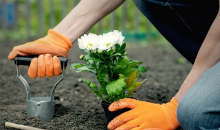 种花养花易学技巧 种花养花小技巧