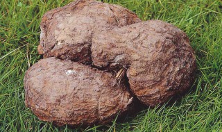 伏芩是什么(伏芩是什么药)