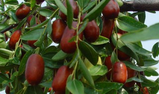 老枣树换头嫁接方法 老枣树如何嫁接