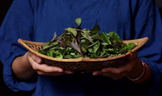 手工春茶的制作方法 春茶手工制作过程