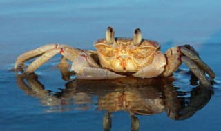 花椒蟹养殖方法和注意事项 花椒蟹养殖方法和注意事项图片