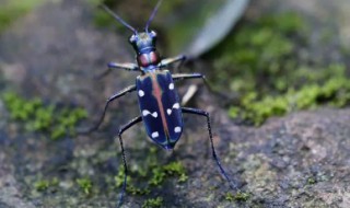 斑虎甲养殖方法 斑虎是什么