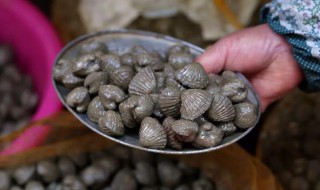 泥蚶能保存多久(泥蚶能保存多久不坏)