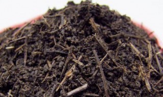 干松针能直接拌土吗(干松针能直接拌土吗视频)