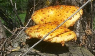 柳树菇有毒吗 柳树菇有毒吗能吃吗