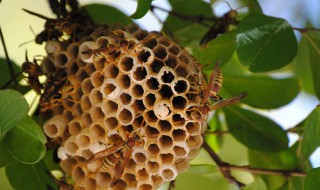 家里有蜂窝了应该怎么解决呢 各种蜂窝图片大全