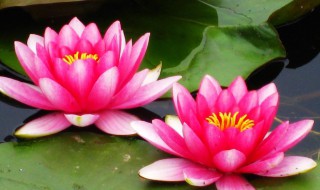 迷你碗莲种藕种植方法(迷你碗莲品种)