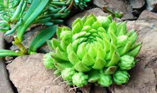 多肉的五种驱虫方法（多肉如何驱虫）