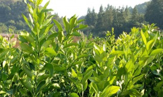 柑橘小苗的修剪方法 柑橘幼苗修剪技术图解