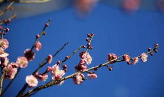 梅花修剪的技巧（梅花修剪的技巧图解）