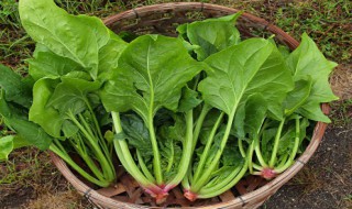 菠菜制作技巧 菠菜制作方法